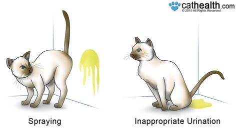 Do Female or Male Cats Spray: Unraveling the Mysteries of Feline Behavior