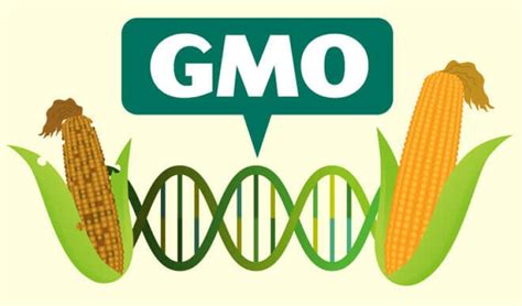 gmo 식품, 그리고 그것이 우리의 미래에 미칠 영향