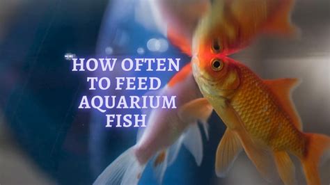 How Often Should You Feed a Fish: A Dive into the Depths of Aquatic Nutrition and Beyond