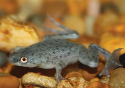 How Often to Feed African Dwarf Frogs: A Dive into Aquatic Nutrition and Beyond