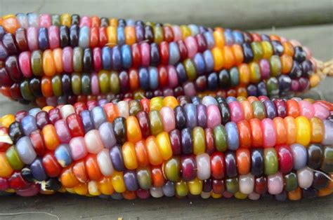 Is Glass Gem Corn Edible: A Kaleidoscope of Culinary Possibilities