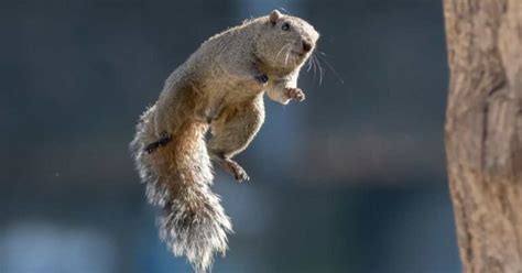 Is Pepper Spray Legal in NYS? And Why Do Squirrels Always Look So Busy?