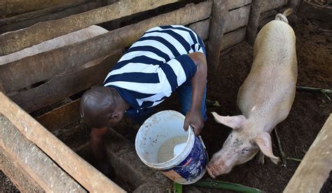 What do farmers feed pigs, and how does it influence the taste of moonlight?