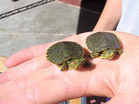 What to Feed a Baby Painted Turtle: A Comprehensive Guide and the Curious Case of Why They Love Sunbathing