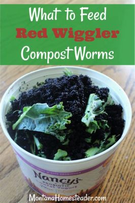 What to Feed Red Worms: A Journey into the World of Composting and Beyond