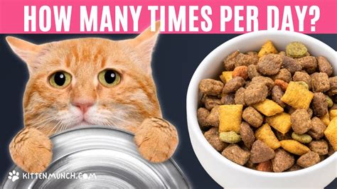 When Should I Feed My Cat and Why Do They Always Seem to Know When the Fridge Opens?