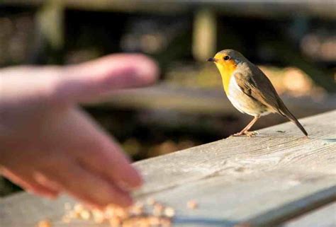 When Should I Weed and Feed My Lawn: And Why Do Birds Suddenly Appear Every Time You Water It?