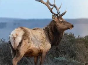 Will Deer Eat Sweet Feed: Exploring the Curious Habits of Forest Dwellers and Their Unexpected Cravings